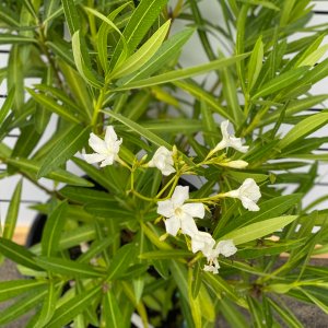 Oleander obyčajný (Nerium oleander) biely - výška 50-70 cm, kont. C5L (-10/-12°C) NA KMIENKU